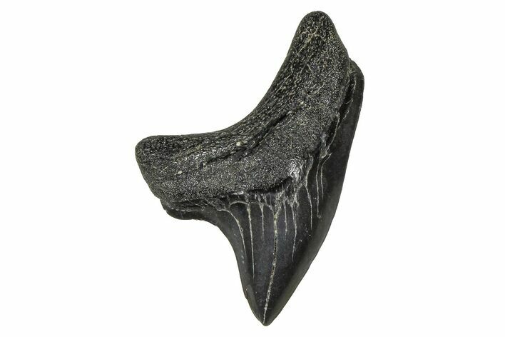 Rare,  Giant Thresher Shark (Alopias) Tooth - South Carolina #375808
